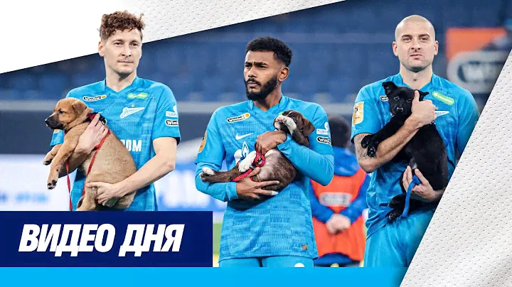 «Собакам лучше дома!»: акция «Зенита» на «Газпром Арене»
